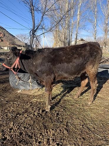 продаю собака: Продаю | Корова (самка) | Полукровка | Для молока | После отела — 3