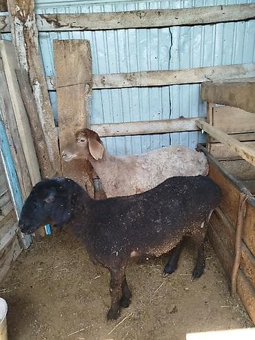 декоративная рыба: Продаю | Овца (самка) | Для разведения | Матка — 5