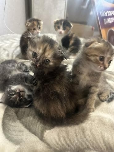 тигил: Шотландские котята (вислоухие/страйт) черепаховых и тигровых окрасов — 1