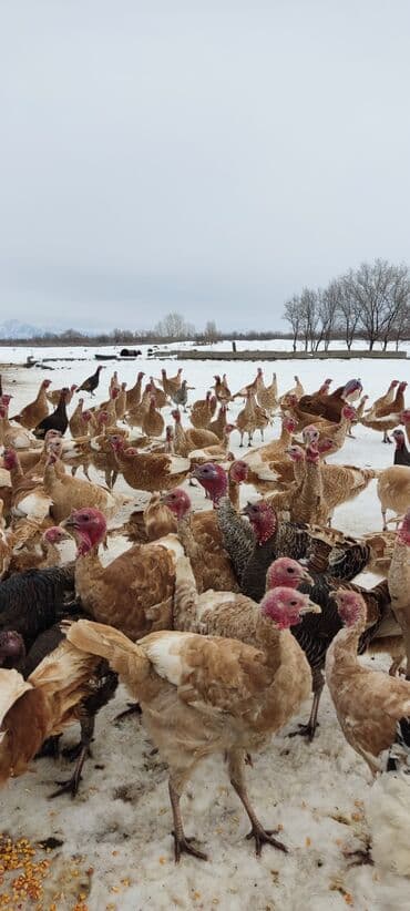 товары для кошек: Продаю | Индюшка (самка), Индюк (самец), Индюшата | На забой, Для разведения | Племенные — 1