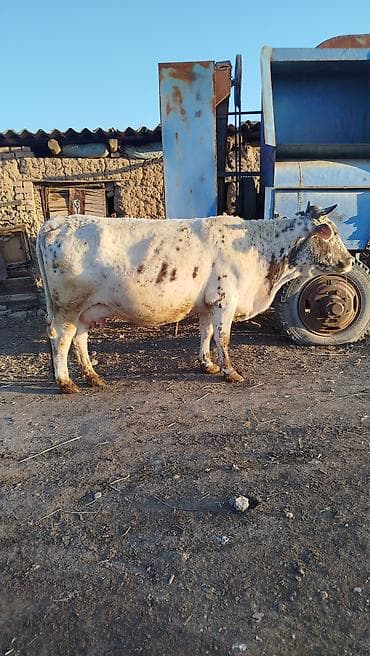 корова с телёнком: Продаю | Корова (самка) — 3