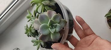 Суккуленты пересажены