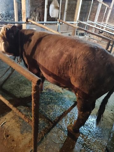 продаю жеребца: Продаю | Бык (самец) | На откорм | Привязанные — 1