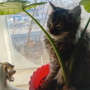 французкий бульдог цена: Мейн-кун, 3 месяца, Мальчик, Серый, Приучена к лотку — 2