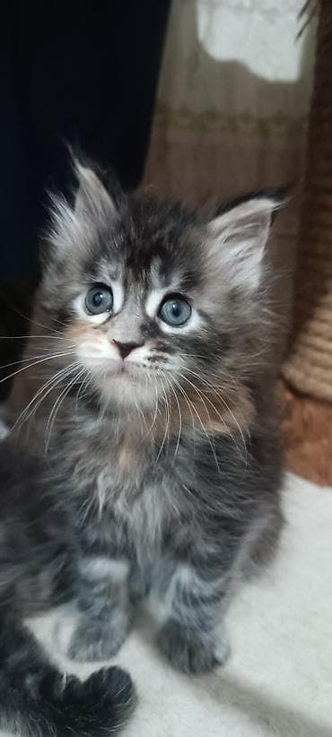 Мышыктар сатылат: Гиганты Кошачьего мира♥️ Мейн-Куны 🥰 Мини питомник не клеточного — 1