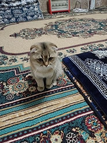 турецкая ангора кошка цена: Шотландский вислоухий кот, окрас золотистый шиншилла (shaded/golden) — 1