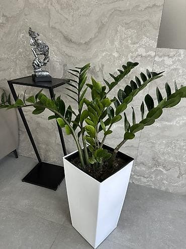 цветок зензи: Замиокулькас (Zamioculcas zamiifolia) в высоком современном кашпо - — 2