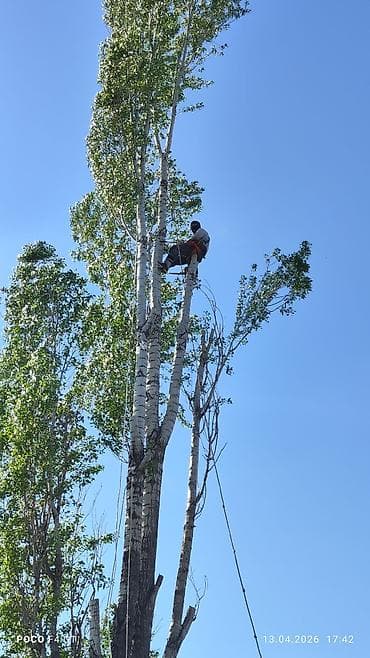 леса стр: Спил Дерево Тал, Бак, Жаңгак акацса Дуб Орехи терек карагач Отун — 3