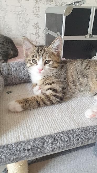 кошки котята: 2 месяца, Девочка, Приучена к лотку, Проглистована — 1