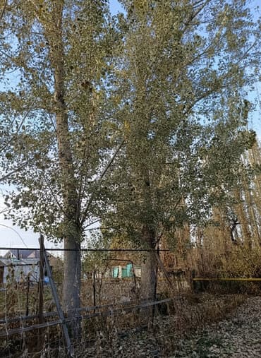 печь для отопления дома бишкек: Продаю 3 тополя, на корню село Сокулук — 6