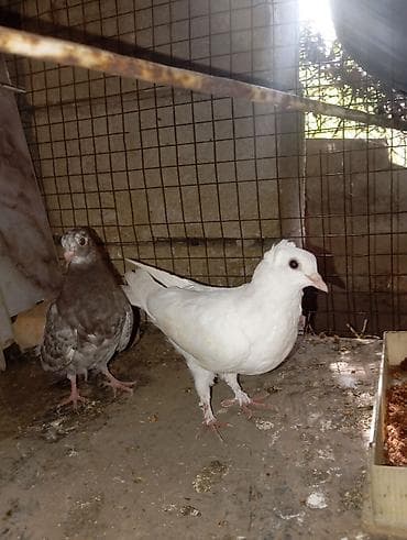 ящик аары: Голуби домашние, декоративный парода бакинских голубей белый и два — 1