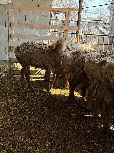 оптом бараны: Продаю | Овца (самка) | Для разведения | Племенные — 4