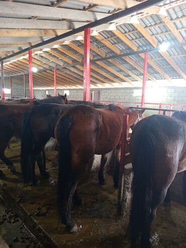 бишкек продаю дом село дордой 2: Семиз жылкы -кунан -тай сатылат.Келип корунуздор.сойуп бышырып тартып — 2