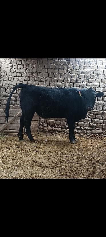 Услуги ветеринара: Продаю | Бык (самец) | На откорм — 4