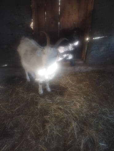 кролики фландр: Продаю | Коза (самка) | Для разведения — 6