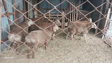 козу эти: Продаю | Овца (самка) | Для разведения | Племенные — 2