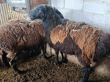 Продаю | Овца (самка) | Для разведения | Матка