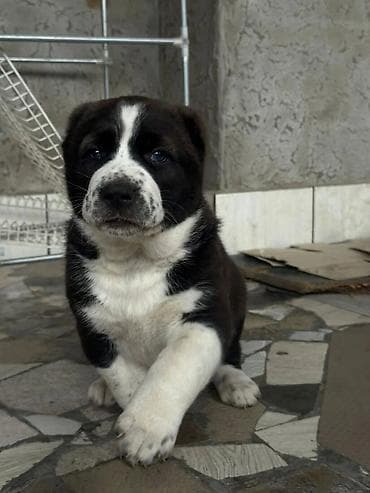 продажа собак бишкек: Продаю щенков Алабая, средне азиатской овчарки, три девочки и один — 9