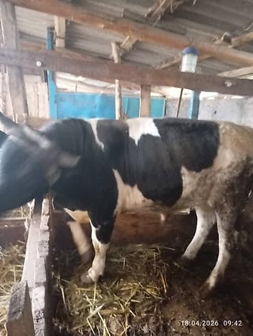 бельгийский овчарка малинуа: Продаю | Бык (самец) | Для разведения | Привязанные — 2