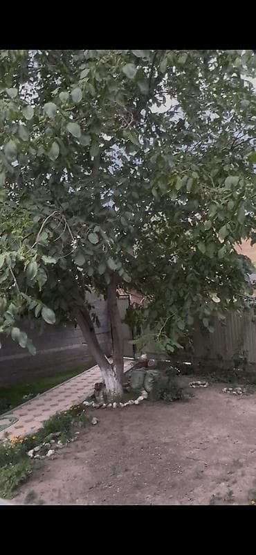 лстк дома: Продам дачу в Беш Кунгей с новым домом. В доме имеются; вода — 4