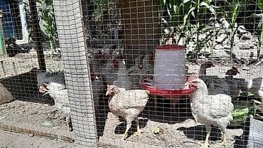 для хомяка: Продаю | Цыплята | Бройлерная | На забой — 2