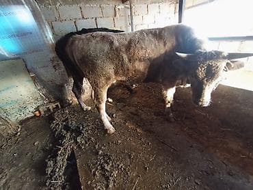 Продаю | Бык (самец) | На откорм | Осеменитель