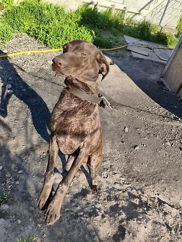 Продажа собак: Курцхаар, 1 год, Самка, С прививкой — 1