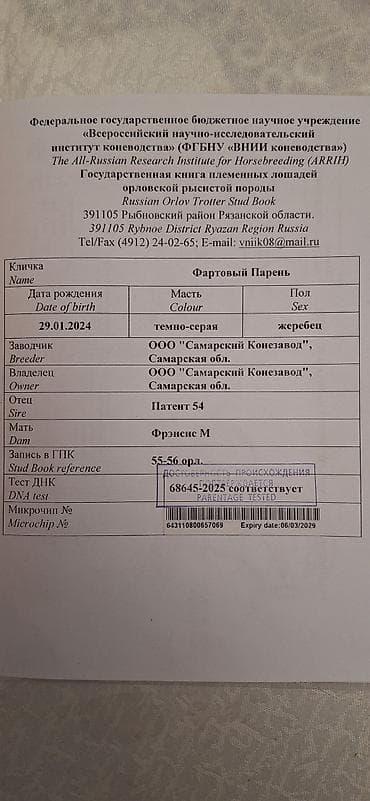 английский жеребец: Продаю | Жеребец | Конный спорт | Племенные — 7