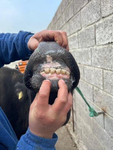 коровы молочной породы купить: Продаю | Корова (самка) | Для молока | Привязанные — 2