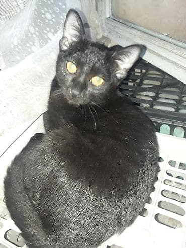 котики бесплатно: Отдам даром в добрые руки 4х месячного котенка. Мальчик. Черного — 1