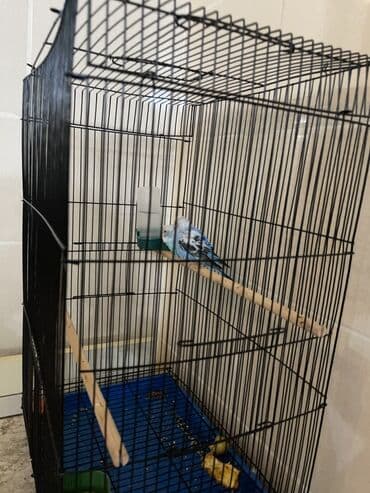 Ковролин: Продаю попугаев и клетку две девочки Подарили не хотим Просторная — 2