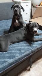 кавказ собака: Продаются щенки кубинского питбультерьера, линейное разведение — 4