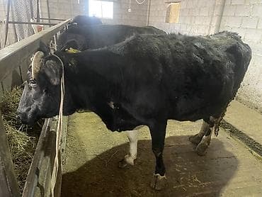 Продаю | Корова (самка) | Полукровка, Алатауская | На откорм