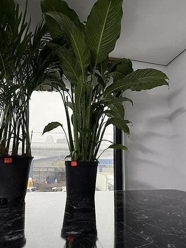 Лимоны: Комнатные растения в горшках — для дома и офиса В ассортименте на — 10