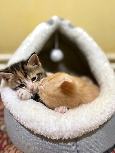 манчкин коты: Кошка даром: Беспородная, 2 месяца, Мальчик, Приучена к лотку — 6