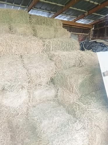 корм для домашних животных: Продаю | Корова (самка) | Полукровка | Для разведения | После отела — 5