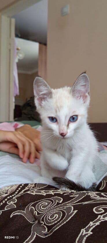 carters для мальчика: Кошка даром: Беспородная, 2 месяца, Мальчик, Приучена к лотку, Метис — 2