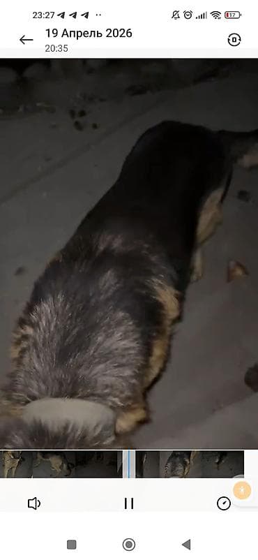 собака беловодск: Немецкая овчарка, 1 год, Самец — 4