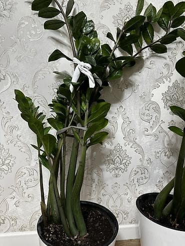 черный замиокулькас купить: Замиокулькас (Zamioculcas zamiifolia) в декоративном кашпо - Крупное — 1