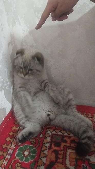 кошка каракол: Шотландская вислоухая кошка (Scottish Fold) - Окрас: сил- или — 1