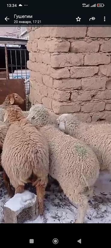 А/ч жаныбарларын сатам: Сатам | Ургаачы кой (ургаачы) | Көбөйтүү үчүн | Асыл тукумдуу — 3