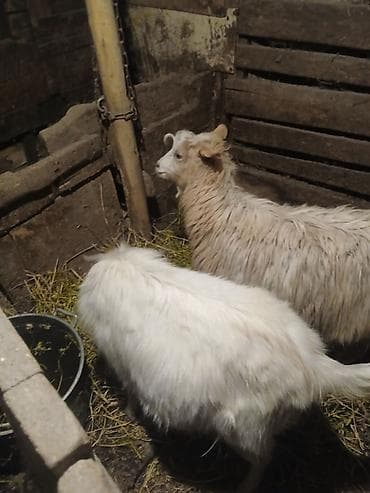 тоджон куры: Продаю | Коза (самка) | Полукровка | Для разведения — 2