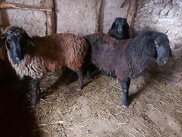 куры доминант купить: Продаю | Овца (самка) | Для разведения | Матка — 1