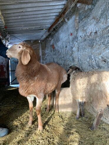 продажа шпицов: Продаю | Баран (самец) | Арашан | Для разведения | Племенные — 9