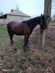 цены породистых собак: Сатам | Жылкы (эркек), Байтал — 5