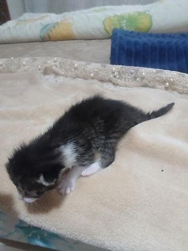 продаю котенка: Котята, недавно родившиеся, разноокрасочные: - Окрас: бело-серый — 3