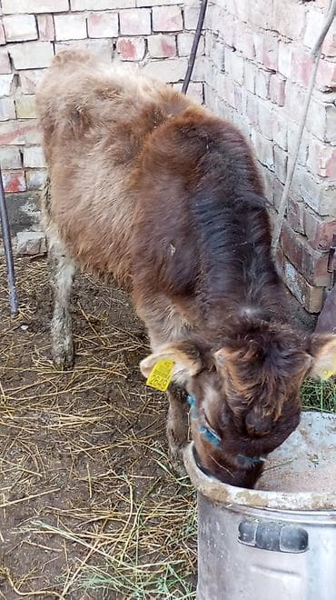 бычки швиц: Продаю | Тёлка | Полукровка | Для разведения | Искусственник — 2