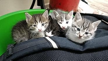 животные кошки: Котята, есть мальчики и девочки,
ищут ответственных хозяев — 1