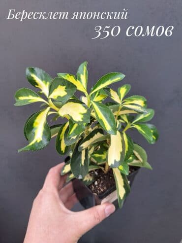 живые растения в аквариум купить: Комнатные растения, цветы (молодые растения, взрослые экземпляры). Не — 7