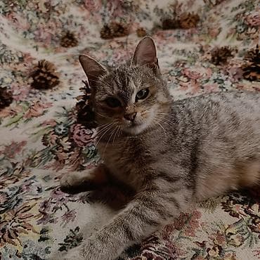 Продажа кошек: Отдам кошечку — 4